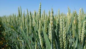 Как да опазим пшеницата и да напълним хамбарите? Отговорите дава БАЙЕР! - Снимка 2