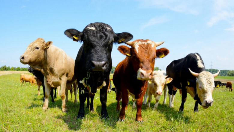 Агроиновации:  Куцането при говедата може да се преодолее без скъпо оборудване