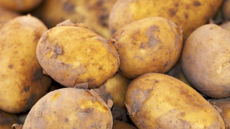 Как да изберете посадъчния материал за ранните картофи