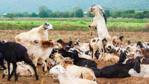 Съвети за повишаване на продуктивността при овце и кози