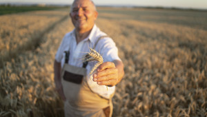 Зърнопроизводителите са оптимисти за новата реколта