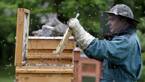 ДФЗ започна да превежда парите на пчеларите