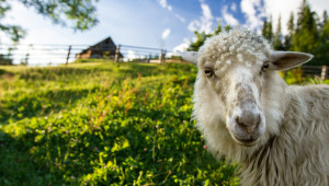 Стопани, текат изненадващи проверки за виртуални стада