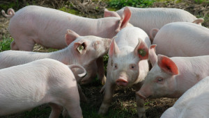 Важно за свиневъдите: отглеждане, превенция, пазари