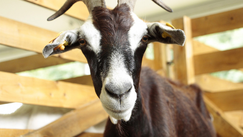 ЕК: България има ръст от над 10% при стадата с кози