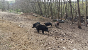 Ще се ограждат горски терени за източнобалканската свиня