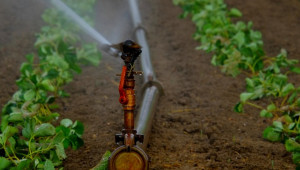 След скандала в “Напоителни системи”: Земеделци притеснени дали ще могат да поливат - Agri.bg
