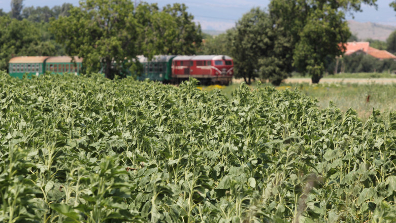 Слънчоглед на борсите: Нова реколта се търси на 850,00 – 900,00 лв./тон