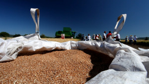 Повишават се прогнозите за зърнените добиви у нас