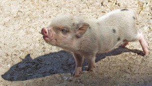 Как да намалим въздействието на топлинния стрес върху свинете?
