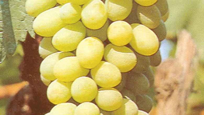 Болгар - едроплоден десертен сорт грозде