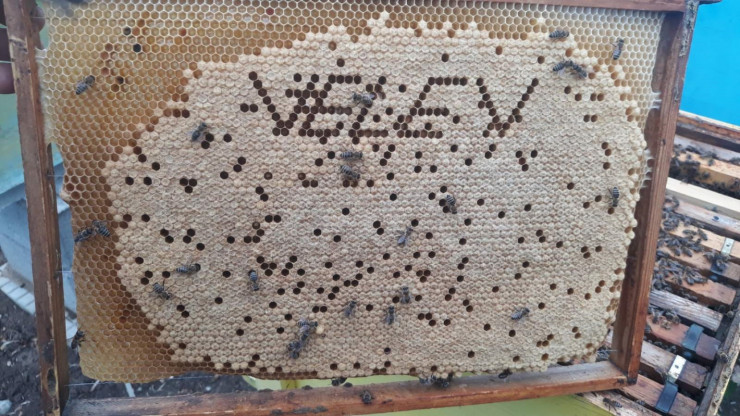 Продавам качествени пчелни майки - Снимка 1