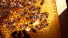 Продавам качествени пчелни майки - Снимка 3