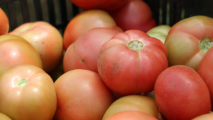 Георги Кафтанов: Благодарение на розовия домат нещата ще станат по-розови - Снимка 3
