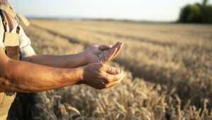 Борси: Вяла търговия на пшеницата, цените падат
