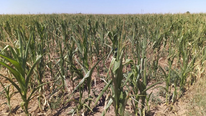 Жегата стресира царевицата и слънчогледа в Северозапада