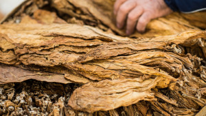 В Силистренско: Дъждовете и градушките съсипаха половината реколта от тютюн