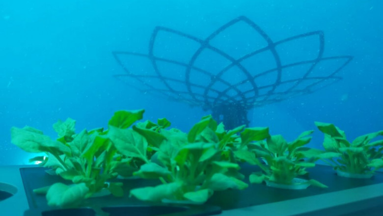 Първата подводна ферма възобнови производството на ягоди