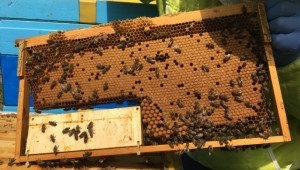 Пчеларите подават заявление за плащане по Пчеларската програма за 2021 г.
