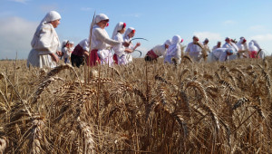 Добивът в Силистренско: Между 650 и 850 кг зърно от декар - Снимка 4