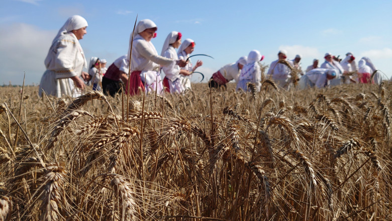 Добивът в Силистренско: Между 650 и 850 кг зърно от декар