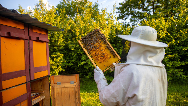 Обсъждат се стимули за пчеларството