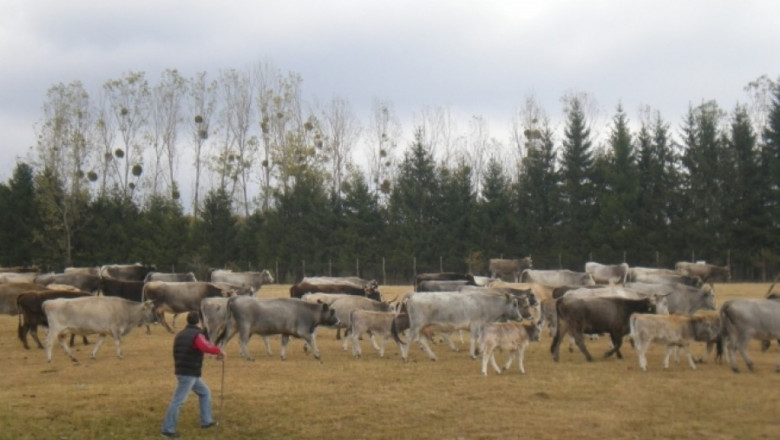 Научете всичко за Искърското говедо и Родопското късорого говедо