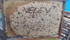 Пчелни отводки от регистриран прозводител - Снимка 1