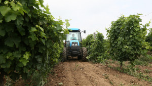 Лозари и винари настояват за допълнително финансиране след 2023 г.