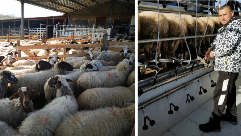 Куцотията в стадото и отхвърлените проекти не отказват овцевъд