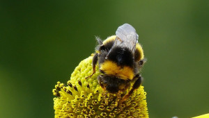 Ваксина срещу пестидици за пчели? - Agri.bg