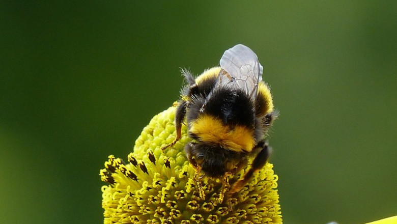 Ваксина срещу пестидици за пчели?