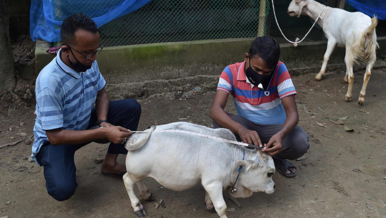 Рани - най-малката крава в света