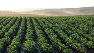 Агроиновации: Интелигентна джаджа помага на картофопроизводителите