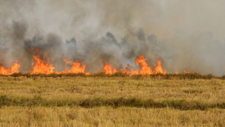 Житни ниви, овошки и лозя бяха унищожени от пожарите през почивните дни