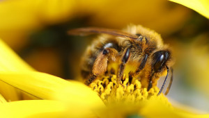 Родни пчелари ще разпознават по прашеца замърсената околна среда