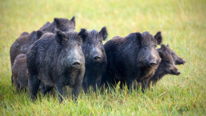 АЧС отново застигна източнобалканските свине