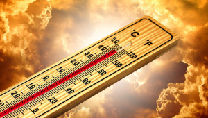 Специалистите предупреждават: Високите температури са опасни и за животните