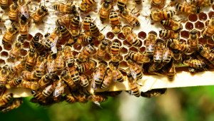В екстремните горещини и пчелите се нуждаят от допълнителни грижи - Agri.bg