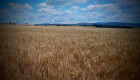 Търся 130 тона фуражна пшеница - Снимка 1