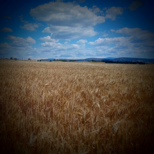 Търся 130 тона фуражна пшеница - Снимка 1