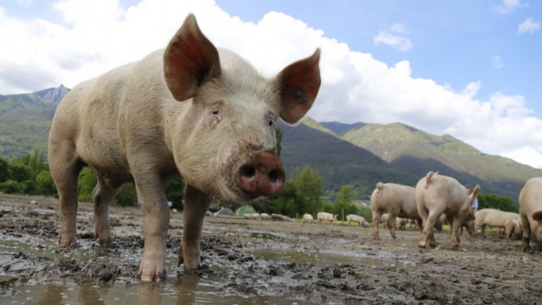 Агроиновации: Проследимост по веригата на доставка на свинско месо