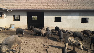 Източнобалкански свине се продават на търг