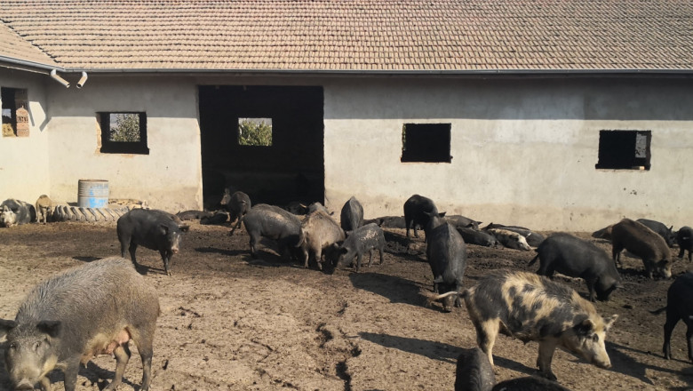 Източнобалкански свине се продават на търг