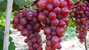 Дунав - десертен сорт грозде, подходящ за асмовидно отглеждане