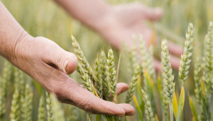 Борси: Пшеницата отново е на гребена на вълната
