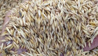 Овес ръж пшеница просо - Снимка 1