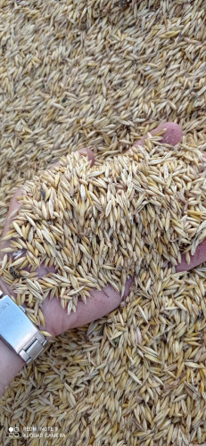 Овес ръж пшеница просо - Снимка 1