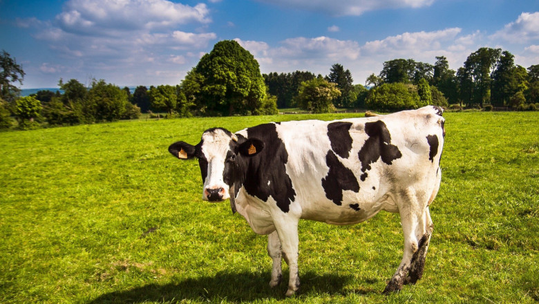Мнение: По-възрастните крави плащат повече сметки