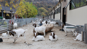 Гради се втора ферма за месодайни кози от породата Боер - Снимка 3